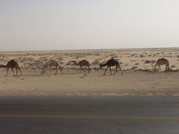 Horses in a desert