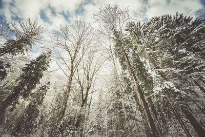 Low angle view of bare trees against sky in forest