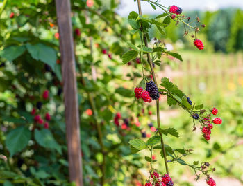 Close-up of red berries on plant