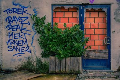 Ivy growing on wall