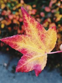 Close-up of maple leaf on autumnal leaves