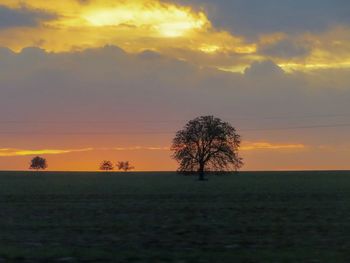 Silhouette trees on field against sky during sunset