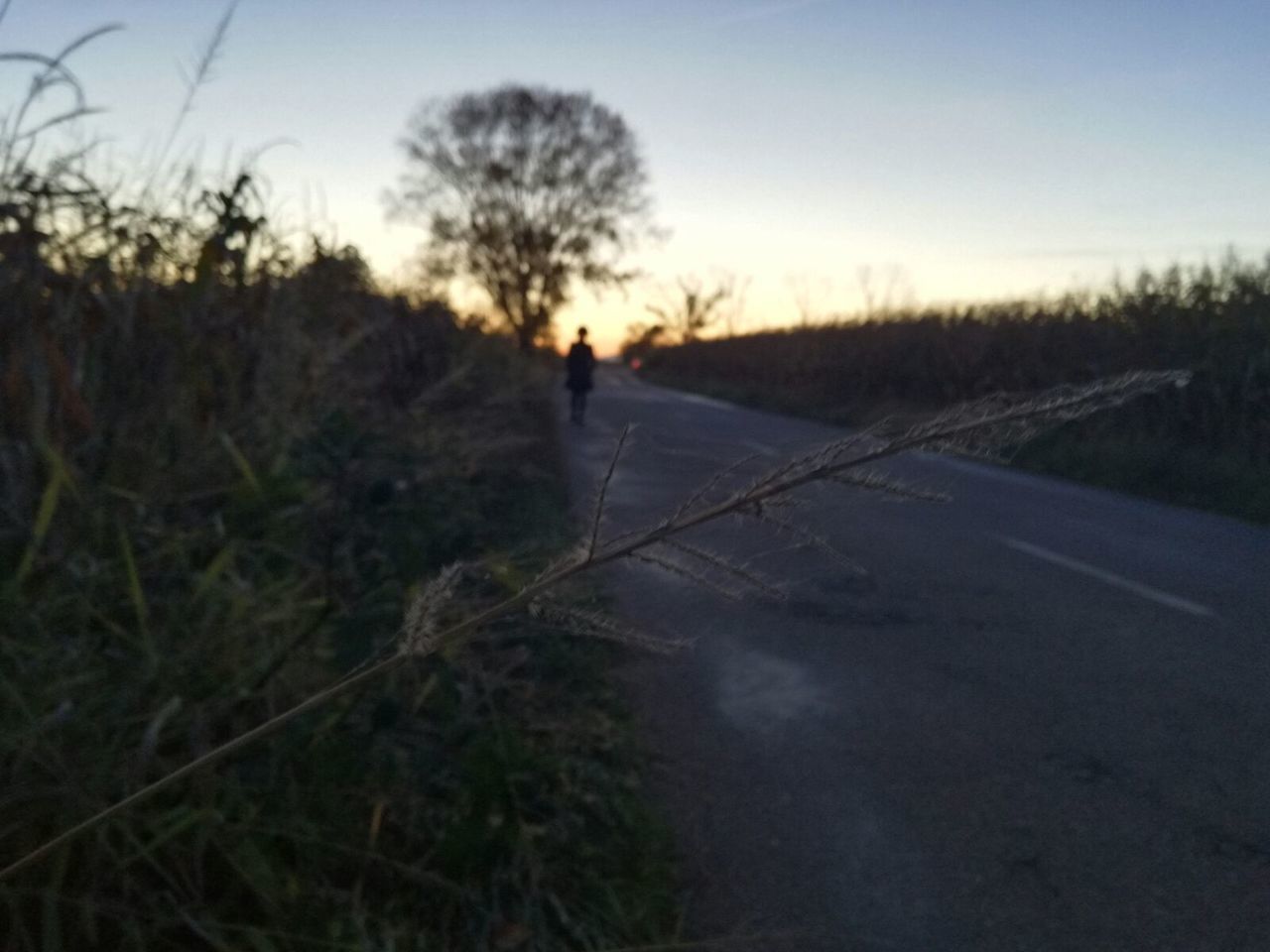 road, the way forward, walking, sunset, nature, tree, outdoors, landscape, field, grass, silhouette, sky, growth, day, scenics, beauty in nature, no people