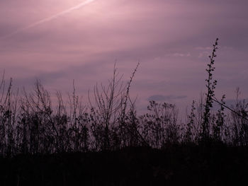 Silhouette plants on land against sky at sunset