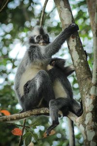 Low angle view of monkey sitting on tree