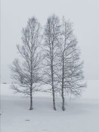 Bare trees on snow covered landscape