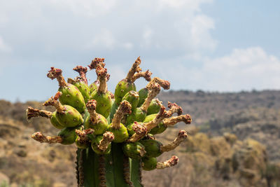 Close-up of plant against sky