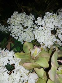 Close-up of flowers growing in water