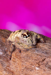 Close-up of a lizard