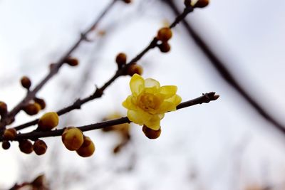 Close-up of yellow cherry blossoms in spring