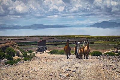 Lamas on a street 