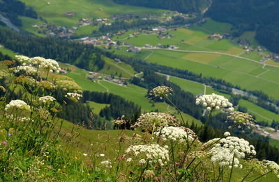 Scenic view of agricultural field