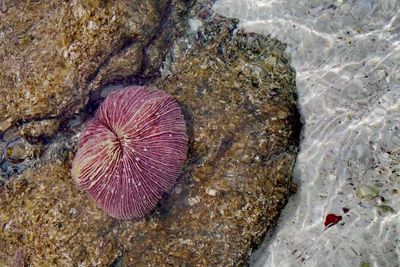 Close-up of coral in sea