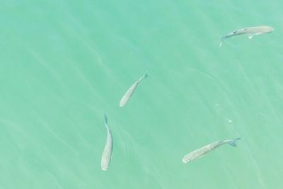 Fish swimming in sea