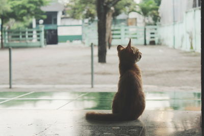 Cat looking away in city