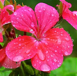 Close-up of water drops on pink flower