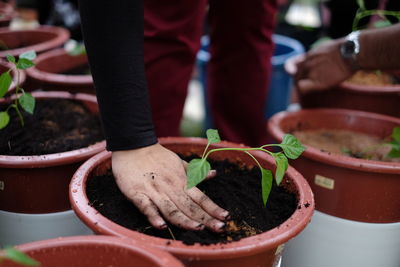 Close-up of hand potting plant