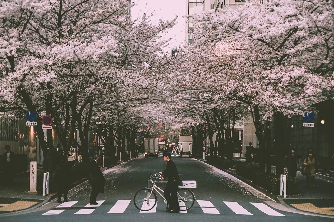 VIEW OF CHERRY BLOSSOM TREE IN CITY