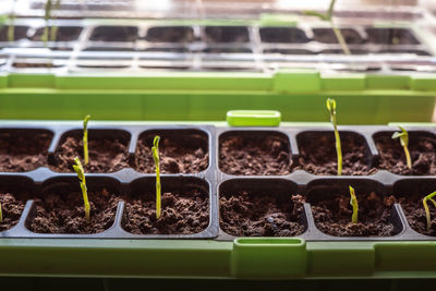 Close-up of potted plants