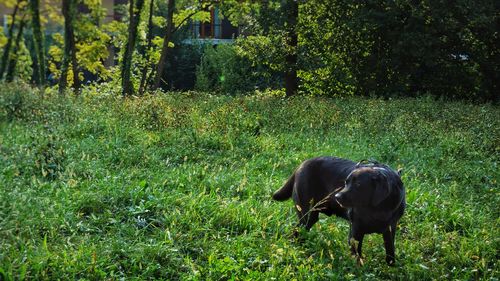 Dog standing in a field