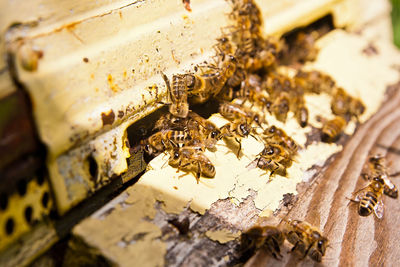 Close-up of bee on wood