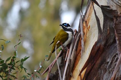 Close-up of bird perching on tree