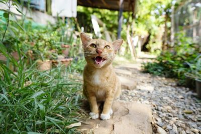 Portrait of a cat