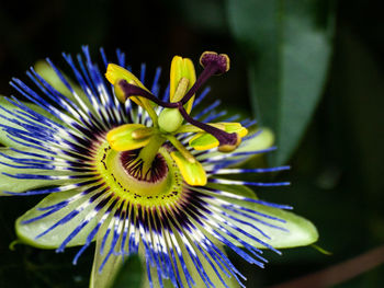 Close-up of passion flower on plant