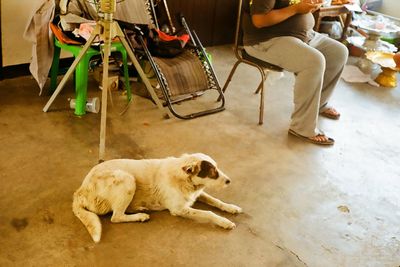 Low section of dog sitting on chair