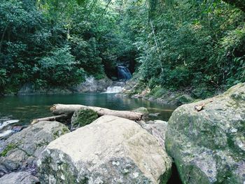 View of waterfall in forest