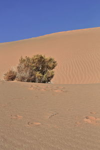 1207 unknown yellowish autumnal dry shrub-badain jaran desert-clear blue sky. inner mongolia-china.