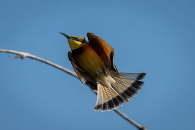 Little bee-eater tucks in wings passing branch