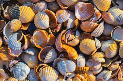 Shell coast. close-up of small seashells on the seashore. sea background with sunset light