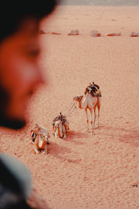 High angle view of dogs on sand at beach