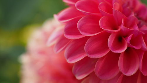 Close-up of pink dahlia