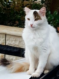 White cat sitting in yard