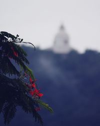 Close-up of butterfly on plant against sky