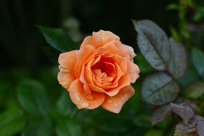 Rosa bengali blooming in the garden