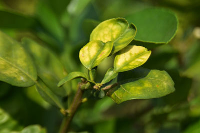 Close-up of fresh green leaf