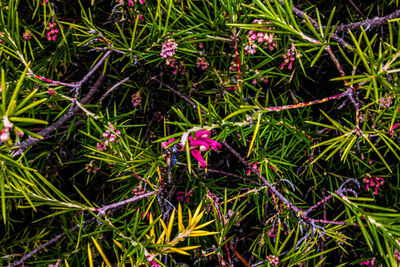 Close-up of bumblebee on plants