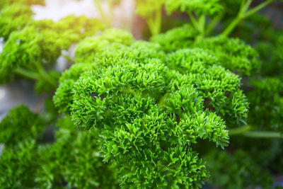 Close-up of fresh green plants