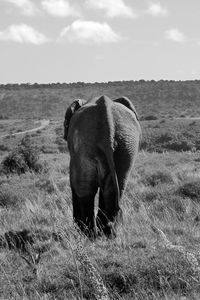 Rear view of elephant walking on field