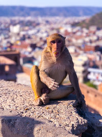 Spotted cute monkey eating peanuts in a temple 