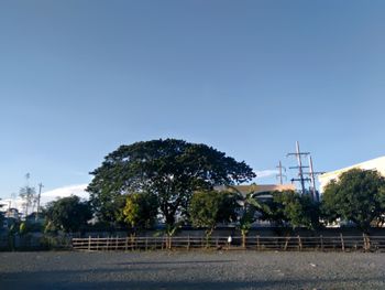 Trees against clear sky