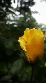 Close-up of yellow flower blooming outdoors