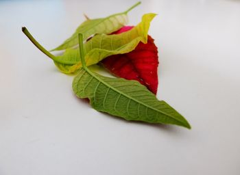 Close-up of leaf over white background