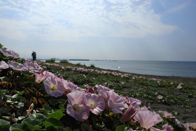 Purple flowering plants by sea against sky