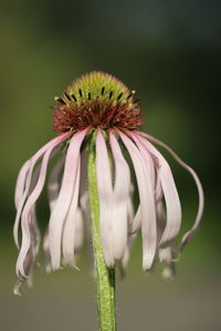 Close-up of white flowering plant