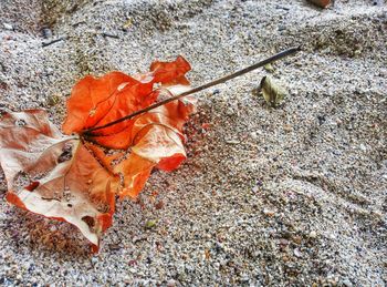 Close-up of leaves on ground