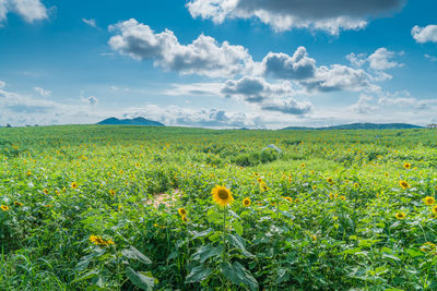 Scenic view of field against sky